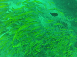 Manta reef